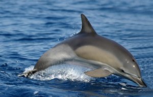 Delfino striato :: Specie di delfini a Gran Canaria