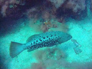 Open Water Avanzato Gran Canaria Boat Trips 2026